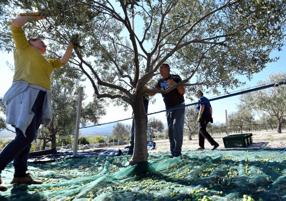 Blessed with sunshine, virgin land and ample ground water, southern Bosnia is breaking into the olive oil market, winning medals and helping put the country on the map for ‘liquid gold.’ (AFP)
