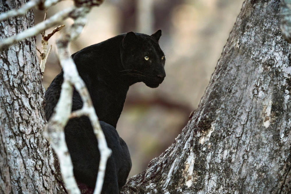Black leopard mauls man who paid to have pictures taken
