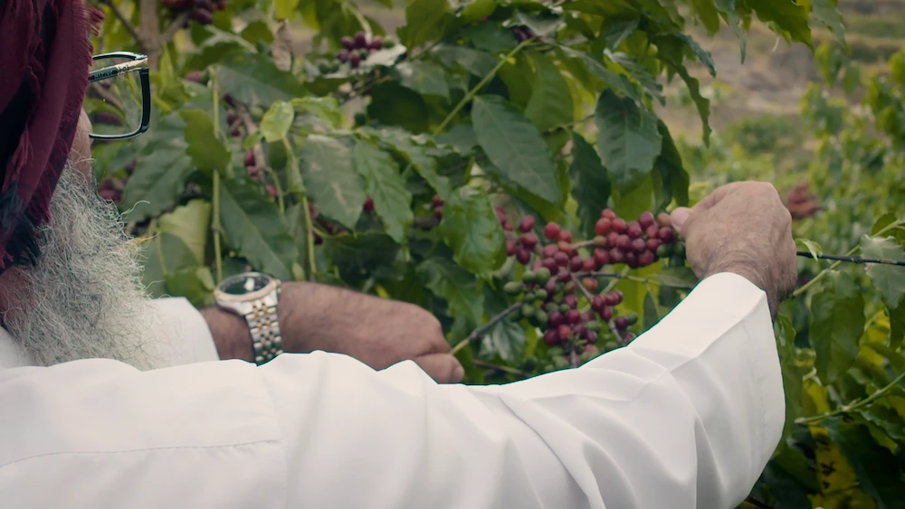 Saudi Arabia’s Jabaliyah coffee sets its sights on tapping Jazan’s potential