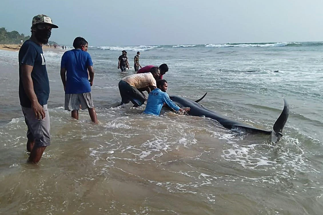 Sri Lankan volunteers try to push back a stranded short-finned pilot whale at the Panadura beach, 25 km south of the capital Colombo on November 2, 2020. Officials say over 100 whales washed ashore, making it the biggest group to be stranded in Sri Lanka. (AFP)