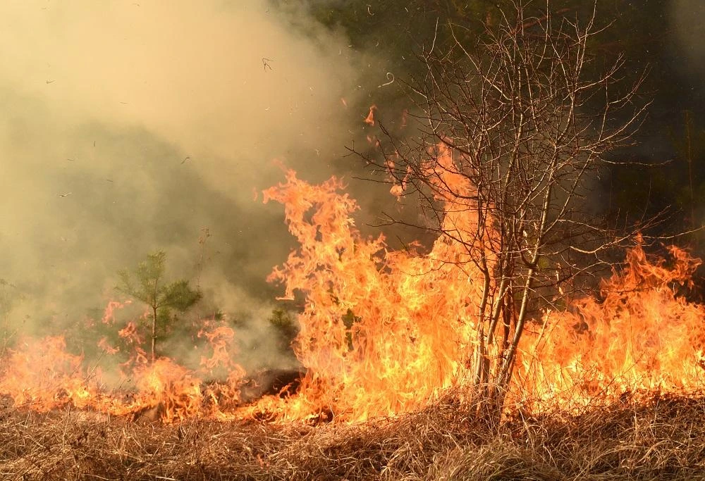 Nearby residents were evacuated from their homes after the fire swept through forest near the coastal city of Tipaza. (Shutterstock)