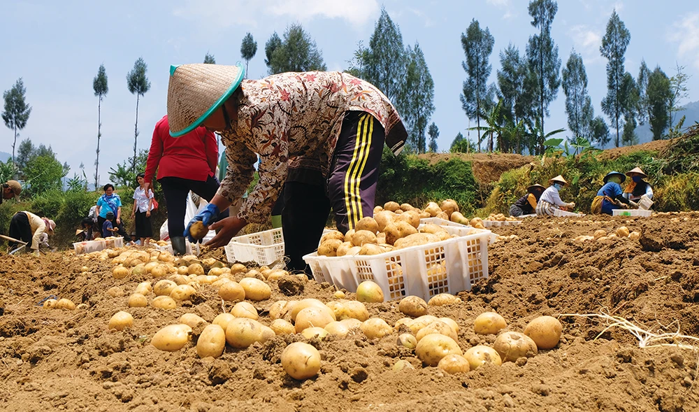 Farmers harvesting potatoes at a plantation in Dieng plateau, Wonosobo, central Java, Indonesia. (Shutterstock)