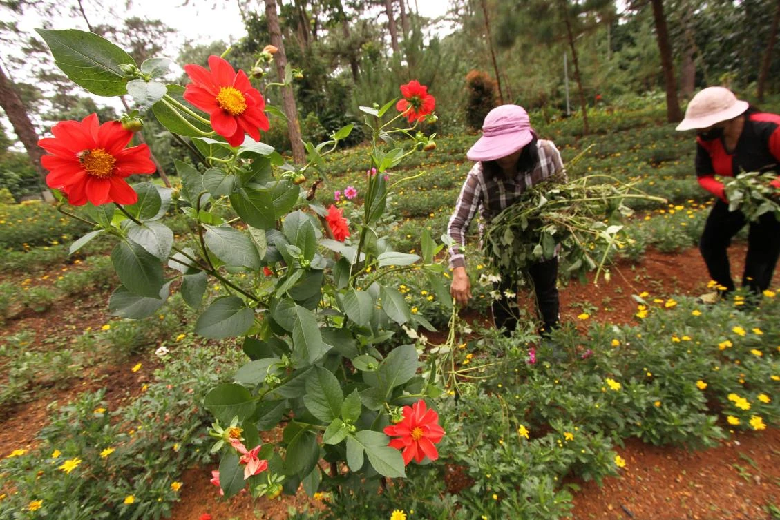 A gardening craze in the Philippines has resulted to a spate of plant thefts from public parks, prompting authorities to tighten security and issue a plea for people to leave the greenery alone. (AFP)