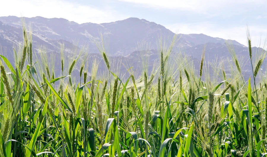 Saudi Arabia to import 860,000 tons of wheat