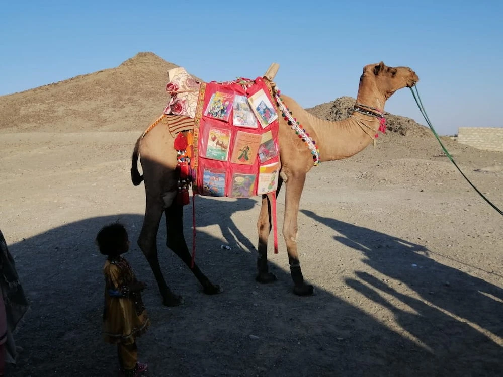 Roshan, the 12-year-old camel, gets ready to start his journey from the Zubeda Jalal Girls High School to remote villages in Balochistan to deliver books to underprivileged children in the Pakistani province on November 6, 2020. (Photo: Haneefa Abdul Samad)