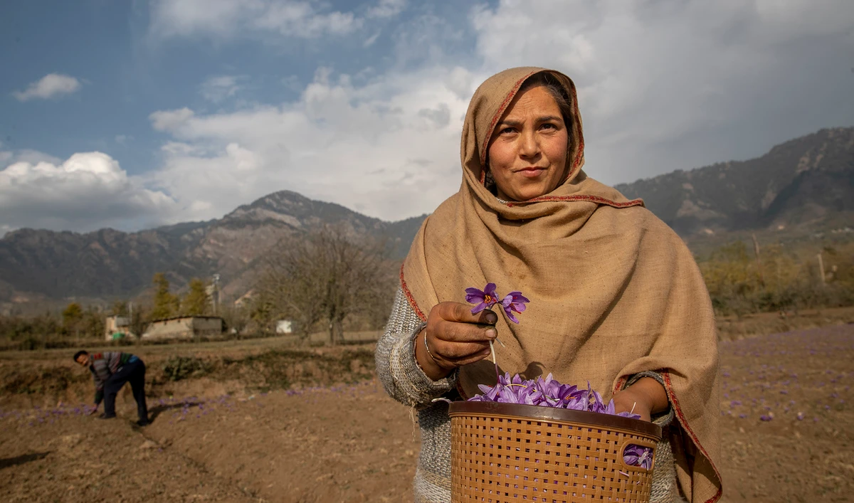 From a flower in Kashmir comes a precious spice