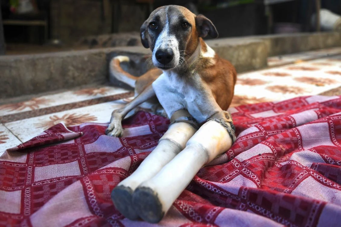 Rocky, a female dog who lost her front legs in a train accident, is bound for her home in the rural Cotswolds region of south-west England. (AFP)