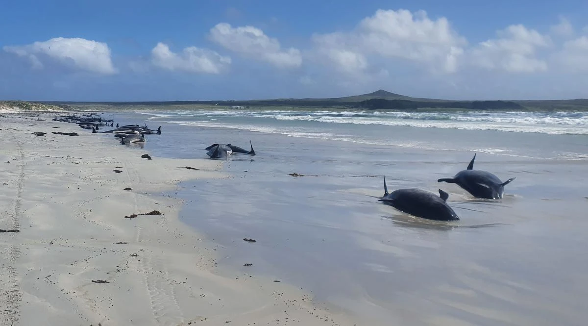 A handout photo from the New Zealand Department of Conservation shows some of the 100 dead pilot whales stranded on New Zealand’s remote Chatham Islands. (New Zealand Department of Conservation via AFP)