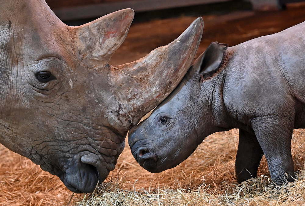 A baby rhino stands next to his mother Marcita on December 9, 2020 at the zoo in Erfurt, eastern Germany. - Marcita gave birth to the male baby rhino on November 28, 2020. (AFP)