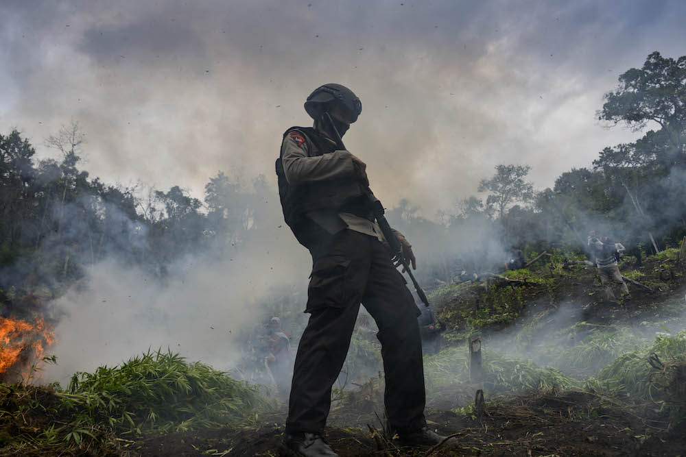 Marajuana plants are burned during a raid by Indonesia's National Narcotics Board (BNN), the police and the military where they destroyed some 4.5 hectares of cannabis plantations in the Lamteuba forest line, Aceh province on December 9, 2020. (AFP)
