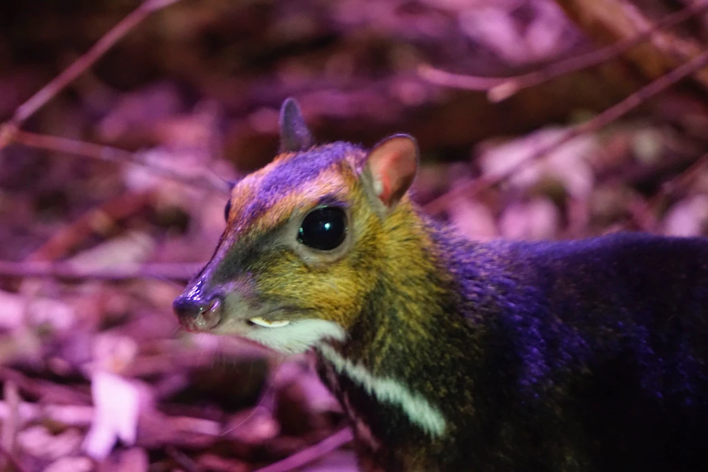 Polish zoo captures rare mouse-deer birth on video