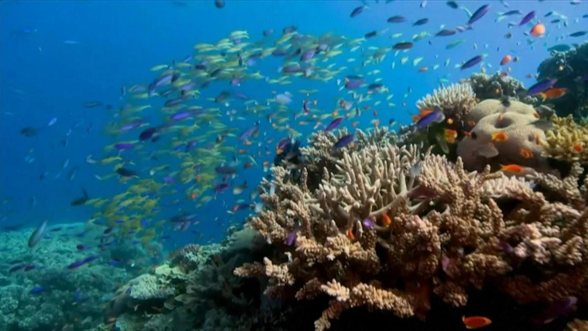 Progress toward safeguarding Australia’s Great Barrier Reef under a long-term sustainability plan through to 2050 has been slow, a conservation report said. (AFP)