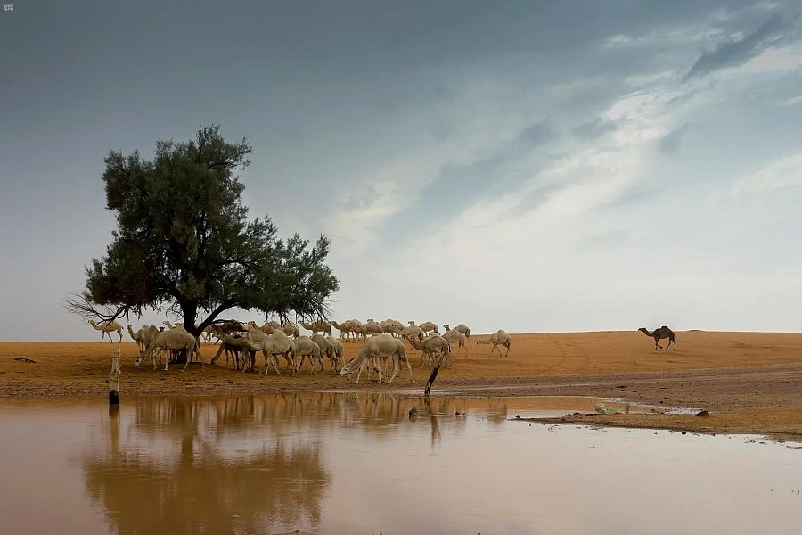 Weather warnings issued across Saudi Arabia
