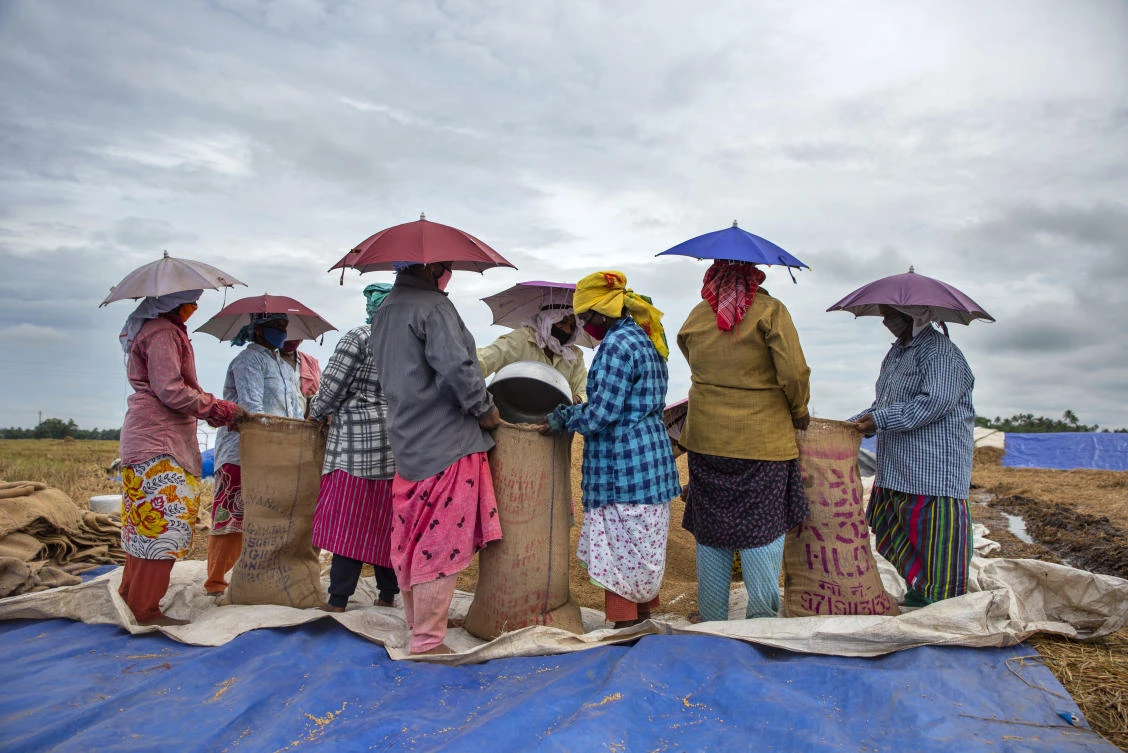 Indian farmers pack paddy crop after harvest in Alappuzha, Kerala state, India, Saturday, Dec.5, 2020. (AP)