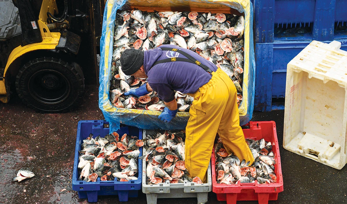 An employee works at a fishing port in Bridlington on Friday. (AFP)