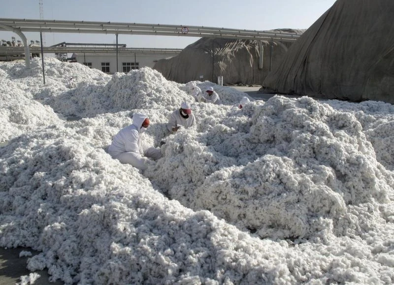 Workers look for impurities in newly harvested cotton at a processing plant in Aksu, Xinjiang, Uighur Autonomous Region, December 1, 2015. (Reuters)