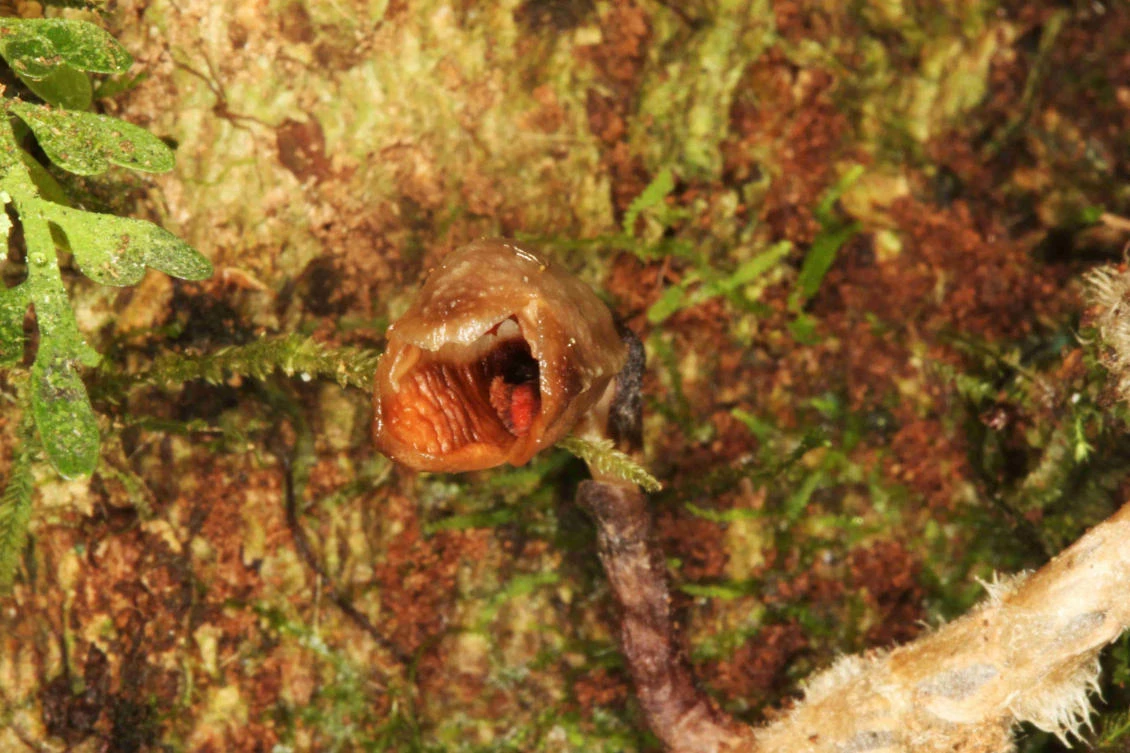 Gastrodia agnicellus, above, has been crowned ‘the ugliest orchid in the world.’ (Handout via Reuters)