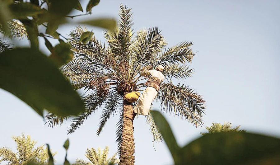 The Ministry of Environment, Water and Agriculture aims to increase the volume of Saudi Arabia’s date exports, reaching 200,000 tons by the end of this year. (SPA)