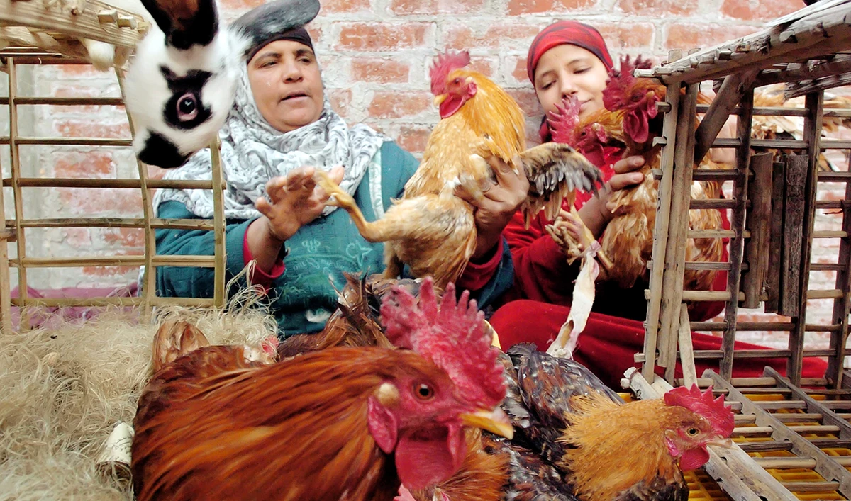 Poultry traders feed some of their birds in the village of Tanta in the Nile deltas, 150 kilometers (93 miles) north of the capital Cairo, Egypt. The Egyptian government has denied reports of a bird flu outbreak in the southwestern Al-Wadi Al-Gedid Governorate. (AP/File)