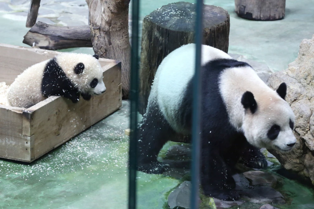 Second Taiwan-born panda cub makes media debut
