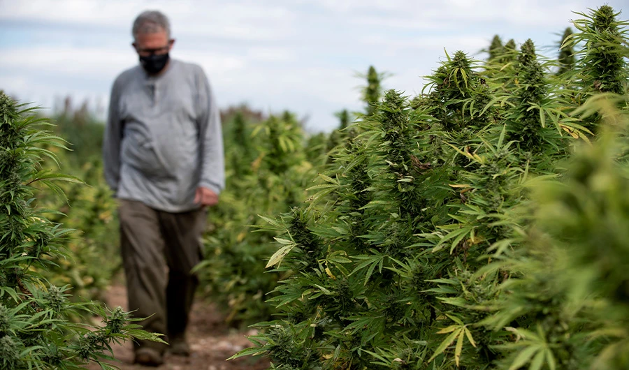 How Pakistan is trying to boost industrial hemp production