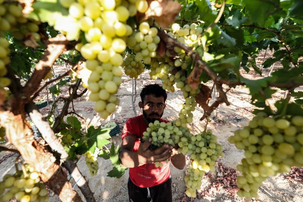 Egypt’s agricultural exports exceeded more than five million tons in 2020 despite the coronavirus outbreak and its disruption to transport and international trade. (File/AFP)