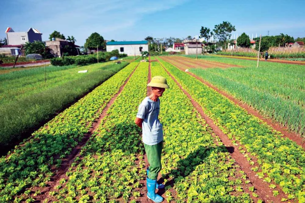 A farmer stands amidst lettuce crops at the Cat Lai Co-op fresh vegetable farm near Hanoi. Vietnam has a growth target of 6 percent for this year. (AFP file photo)