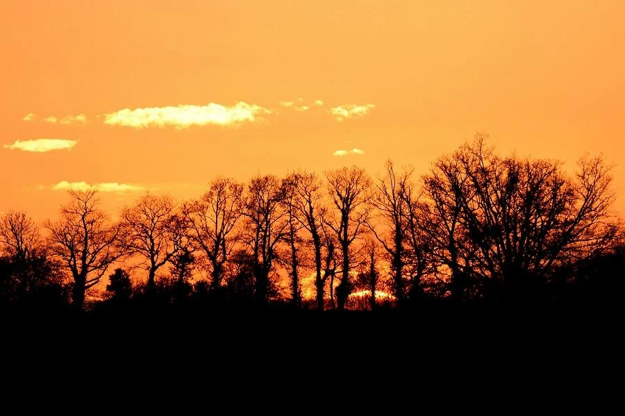 This photograph taken on December 8, 2020 shows hedgerows as the sun sets, in Vaiges western France. (File/AFP)