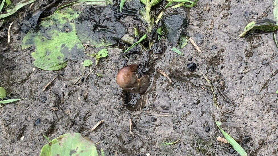 A suspected human foot buried in a muddy field in Gateshead turned out to be a potato after a “large-scale” police search. (Twitter/@northumbriapol)
