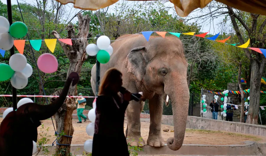 With the departure of the world’s loneliest elephant, Islamabad’s zoo has closed — but its empty cages hold clues to its animals’ suffering