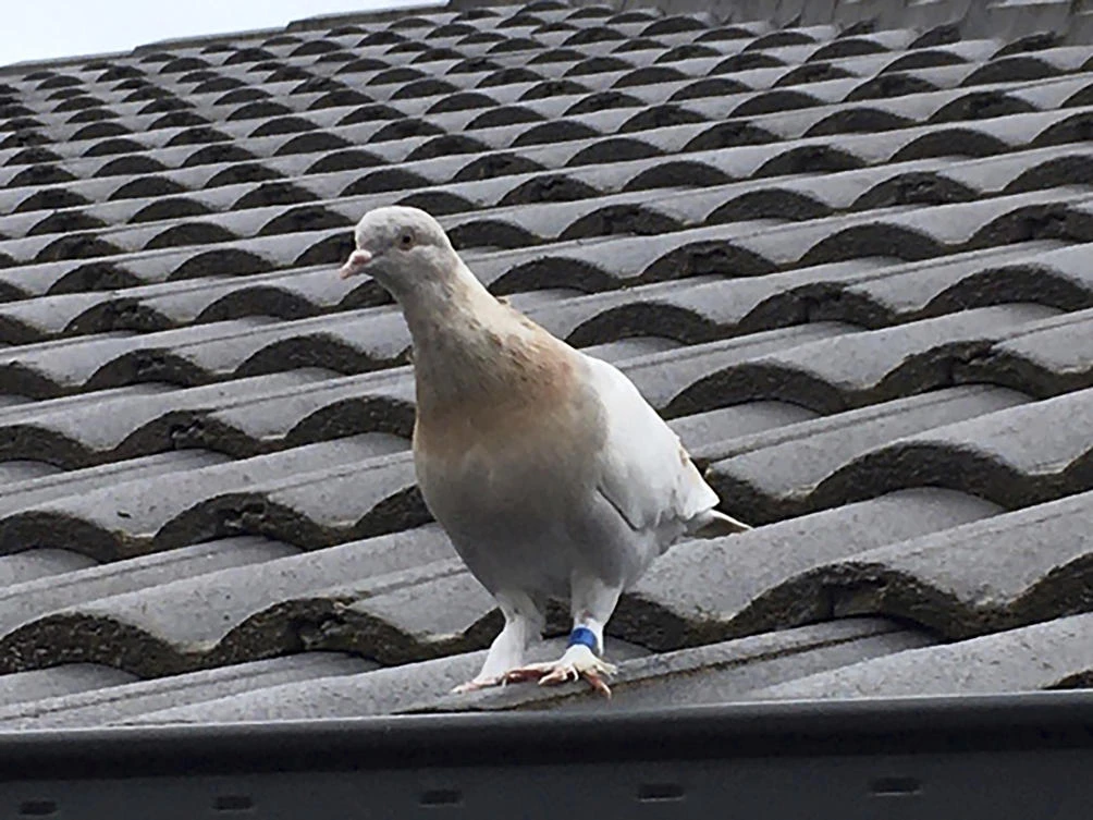 A racing pigeon sits on a rooftop on Jan. 12, 2021, in Melbourne, Australia. Experts suspect the pigeon named Joe hitched a ride on a cargo ship to cross the Pacific. (Kevin Celli-Bird via AP)