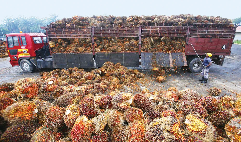Indonesia and Malaysia, together account for 85 percent of the global output of palm oil. It is the world’s most produced and traded edible oil. (Reuters)