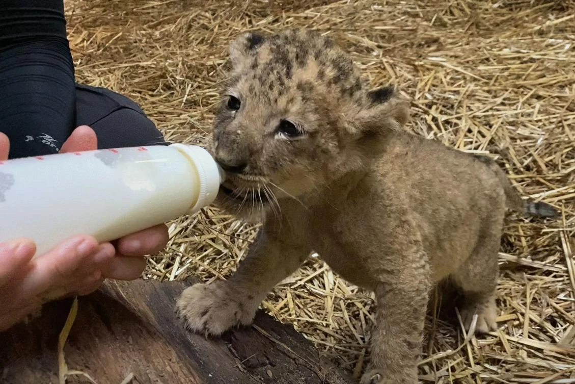 Singapore’s new cub Simba, who was born in October, is being cared for by his mother Kayla and zookeepers. (Wildlife Reserves Singapore via AFP)