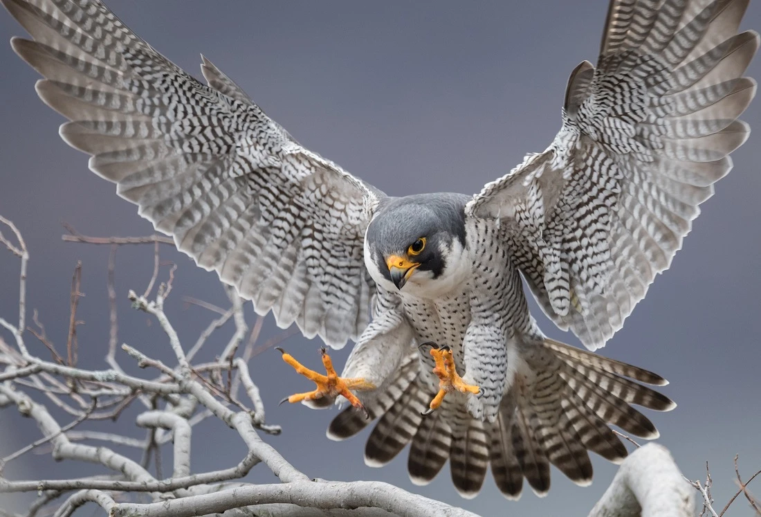The club reportedly contacted the man to retrieve the falcon but due to his non-cooperation in this regard, the SFC had to take a legal course of action. (File/Shutterstock)
