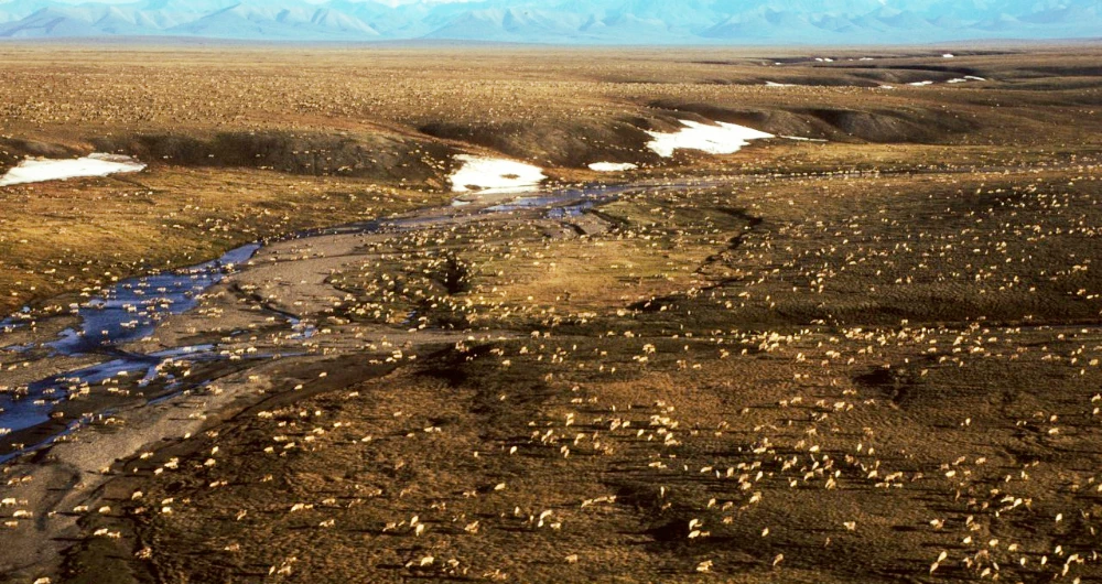 A herd of caribou on the Arctic National Wildlife Refuge in northeast Alaska. (U.S. Fish and Wildlife Service via AP/File)