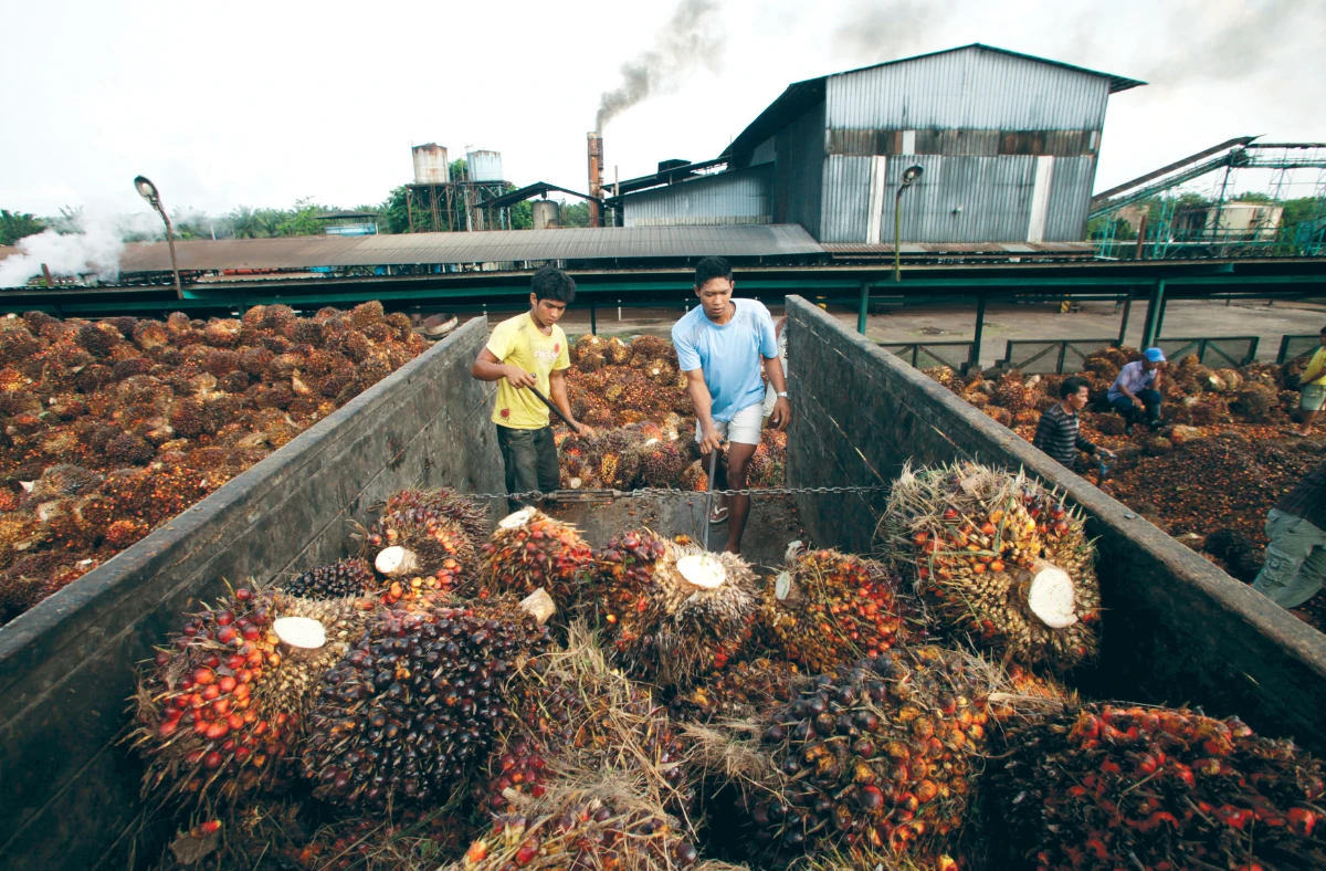 Indonesia, Malaysia hold talks to counter palm oil bias