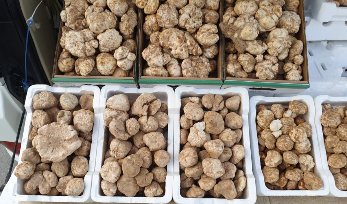 Desert truffles contain a high amount of plant protein, comparable to that of tofu, making it a favorite among vegans and vegetarians. (AN photo)