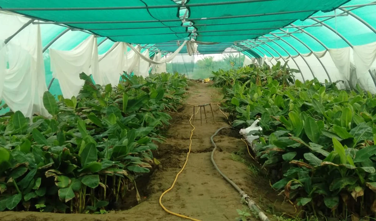 Saudi woman starts local farm with 100,000 banana trees