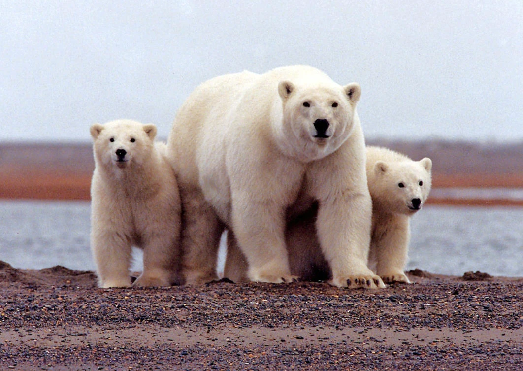 Identification of den sites was needed for the US Fish and Wildlife to grant KIC an incidental harassment authorization, a permit that would allow seismic operations near polar bears. (File/Reuters)