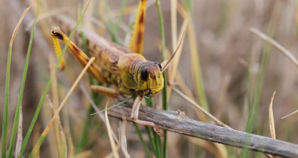 SDRPY launches locust control project in Yemen