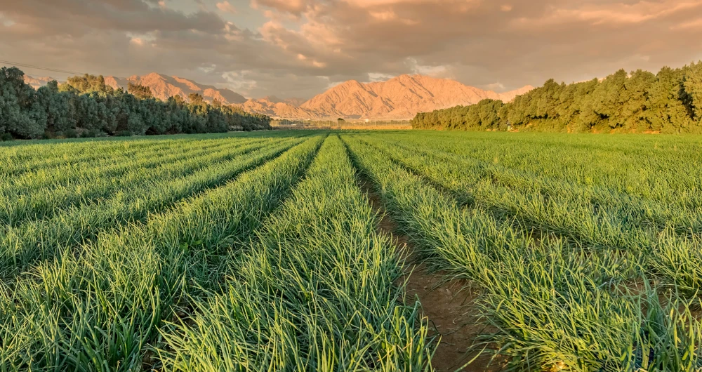 They discussed strengthening economic partnerships and Saudi agricultural investment abroad. (Shutterstock)