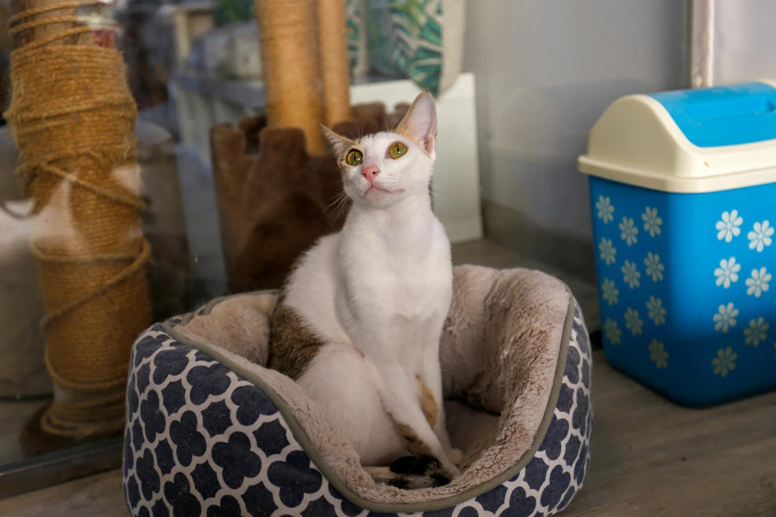 A cat is seen at the Ailuromania Cat Cafe, where customers can relax among purring felines or adopt a stray cat in Dubai, United Arab Emirates February 24, 2021. (Reuters)
