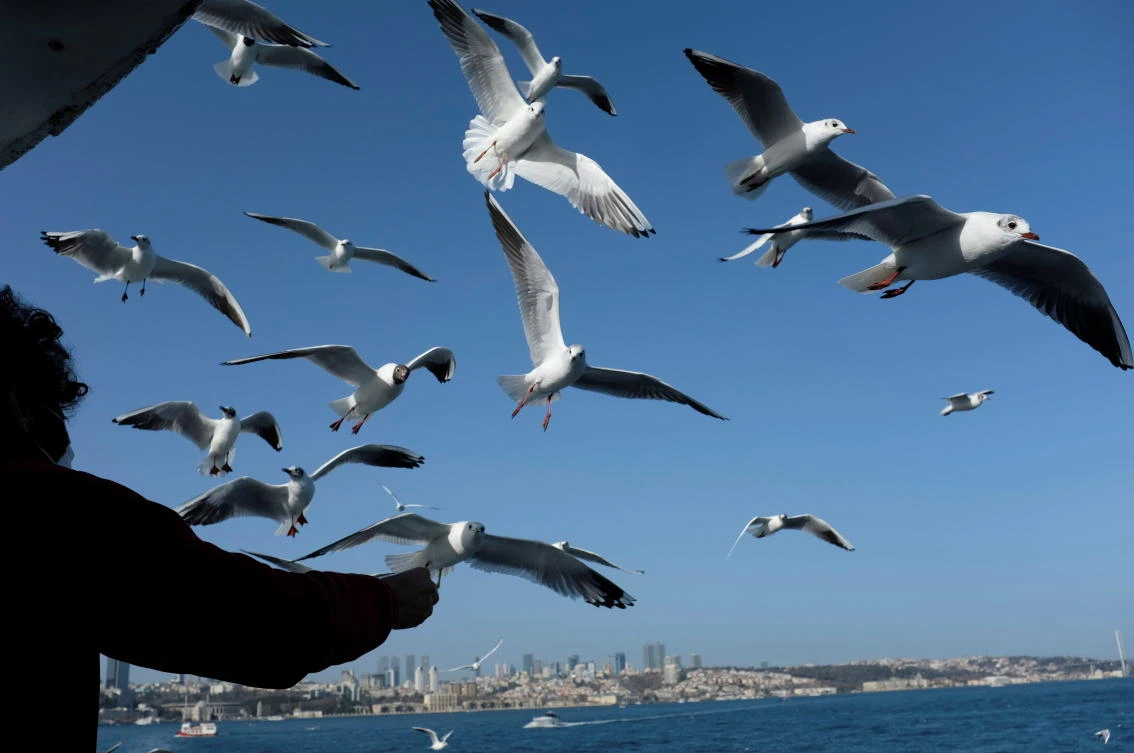 A man feeds seagulls on the Bosphorus in Istanbul. Rising borrowing costs could hurt indebted countries such as Turkey. (Reuters)