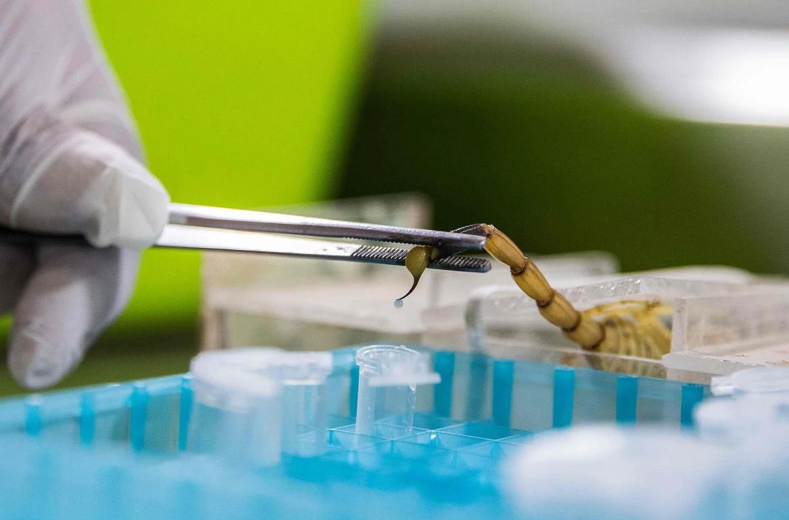 Egyptian engineer Ahmed Abu Al-Seoud extracts poison from a scorpion in Egypt’s Western Desert. (AFP)