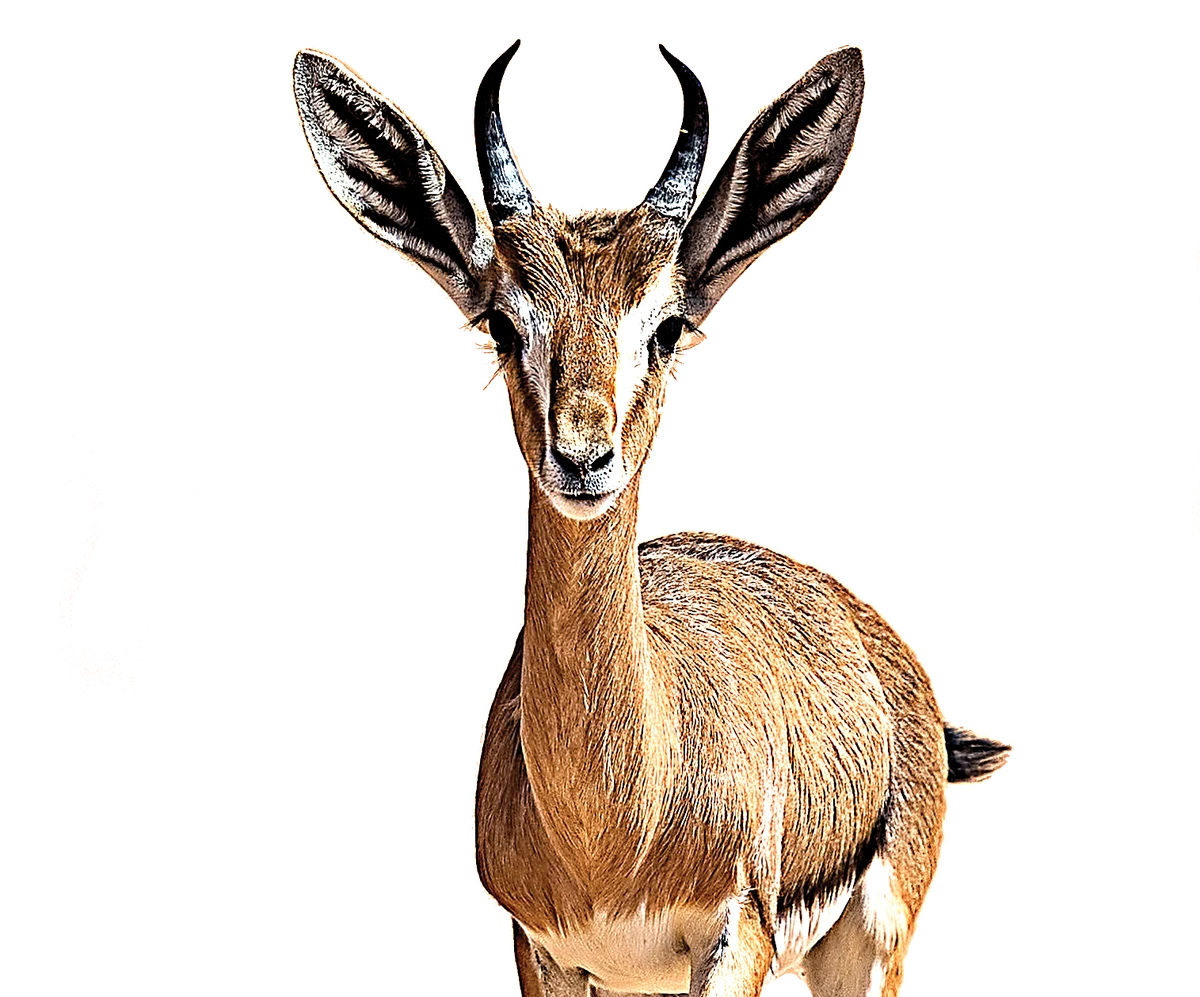 Endangered species find new home in Saudi Arabia’s ancient city of Hegra