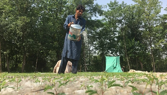 Pakistan to host World Environment Day