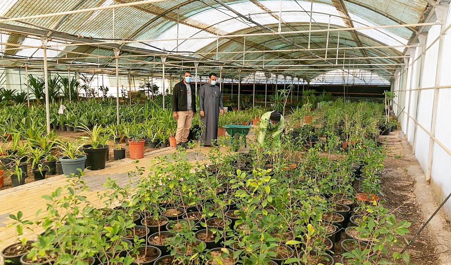 Saudi Arabia’s Al-Ahsa tree plantation drive in full swing