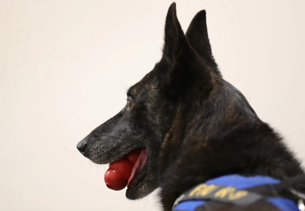 One-Betta, a COVID-19 sniffing Dutch Shepard, holds her favorite reward after finding a COVID-19 scented target in a classroom on the Florida International University campus on Jan. 27, 2021 in Miami, Florida. (File/AFP)
