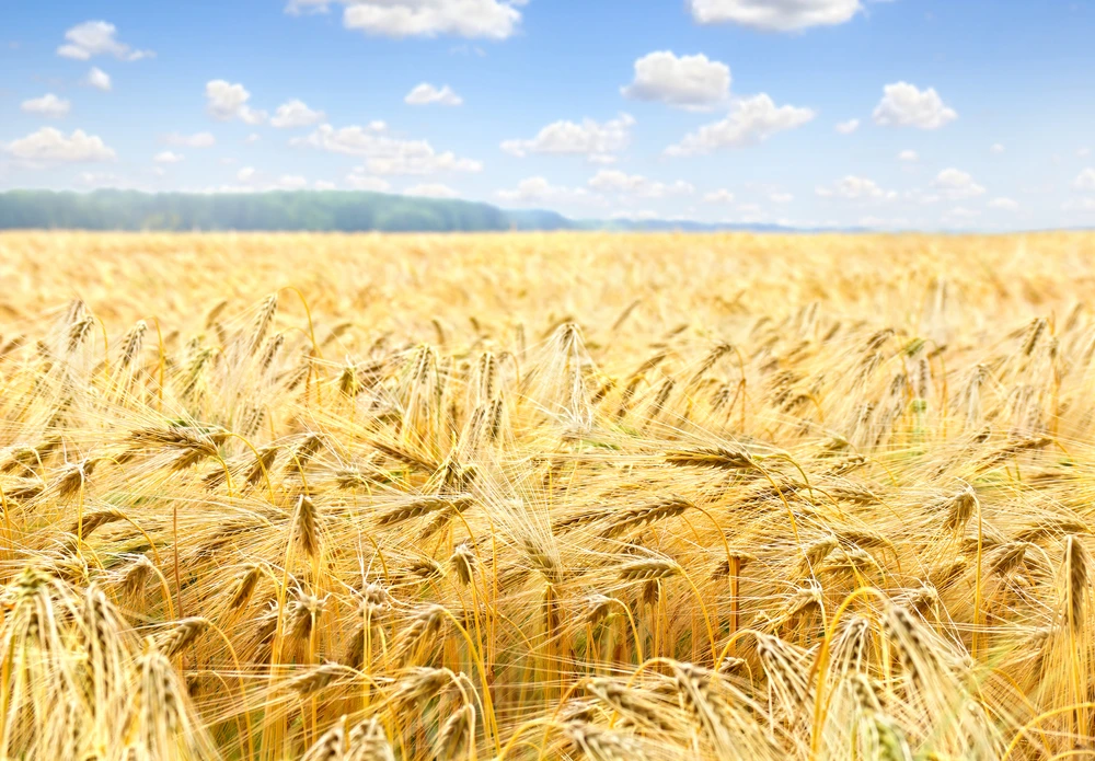 Saudi Arabia gives Australia a big barley boost