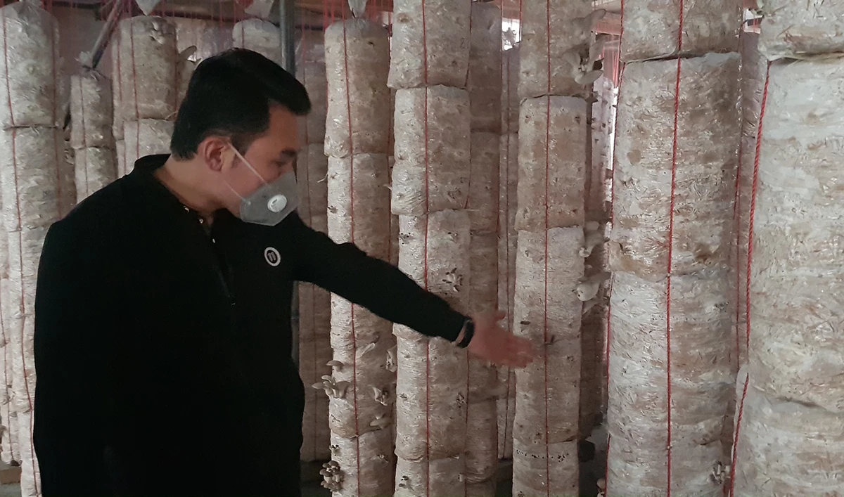 Rasool Rezaie picks mushrooms from a room he uses as his little farm for the cultivation of the plant in the outskirts of Kabul on March 13, 2021. (AN photo by Sayed Salahuddin)